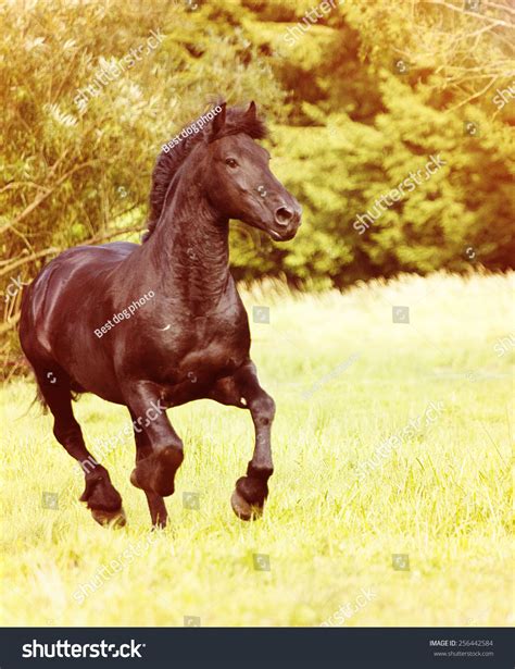 Beautiful Friesian Horse Stallion Autumn Nature Stock Photo 256442584