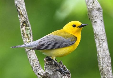 Caught A Glimpse Of A Tiny Yellow Songbird In The Trees Browse Through