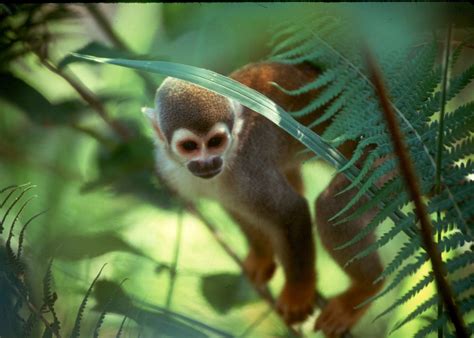 Ecuadors Wildlife Beyond The Galapagos Islands Audley Travel Uk