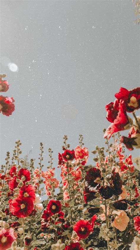 Rose wallpaper iphone red wallpaper tumblr wallpaper aesthetic iphone wallpaper screen wallpaper. Flower inspiration | Flower aesthetic, Flower wallpaper ...