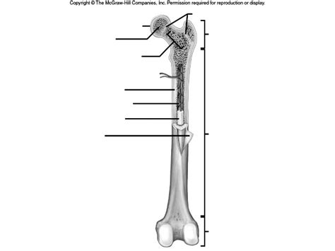 The long bones are those that are longer than they are wide. 5 Best Images of Upper Limb Labeling Worksheet - Long Bone ...