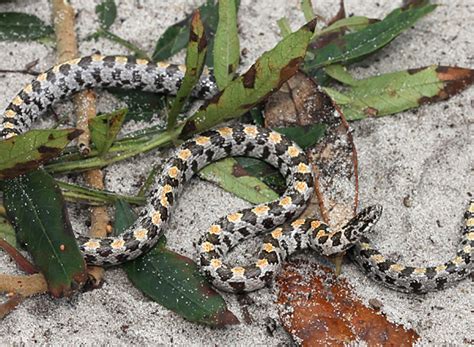 Short Tailed Kingsnake Florida Snake Id Guide