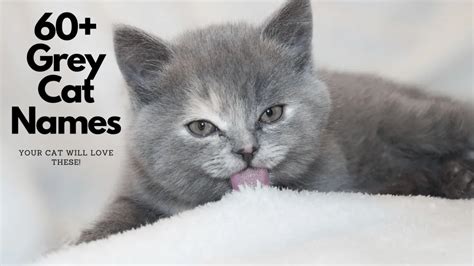 60 Best Grey Cat Names The Feline World