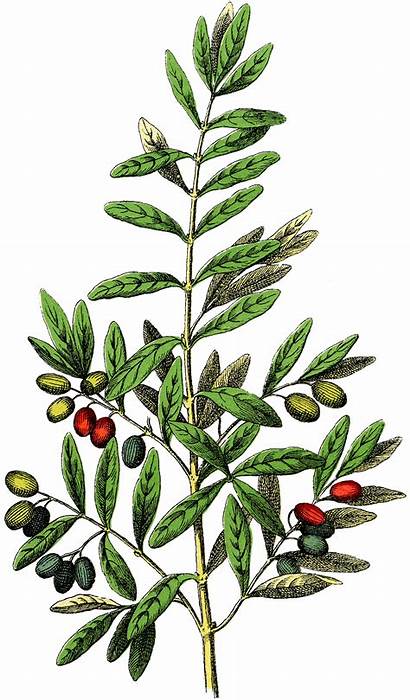 Clip Botanical Graphics Olives Olive Clipart Tree