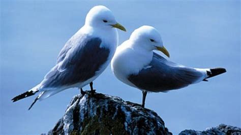 Scotlands Seabird Numbers Continue To Decline Bbc News