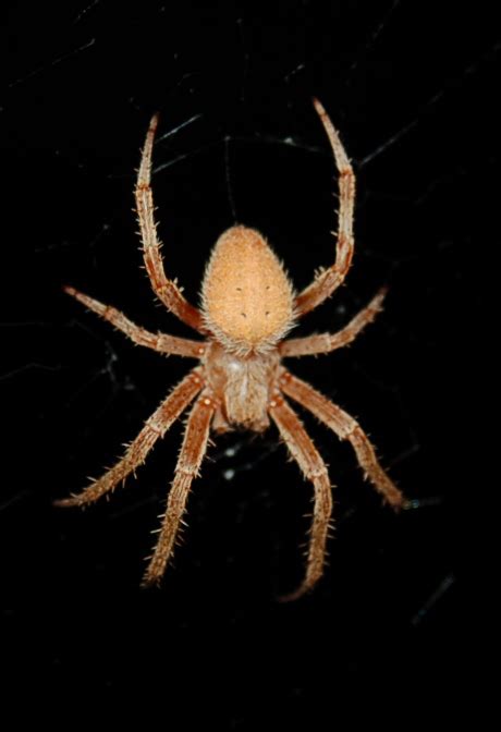 Hardly any spiders are dangerous, very few will bite you and unless you live in australia or south america or a few other. What kind of spider is this