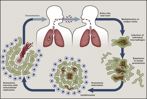 Host Evasion And Exploitation Schemes Of Mycobacterium Tuberculosis Cell