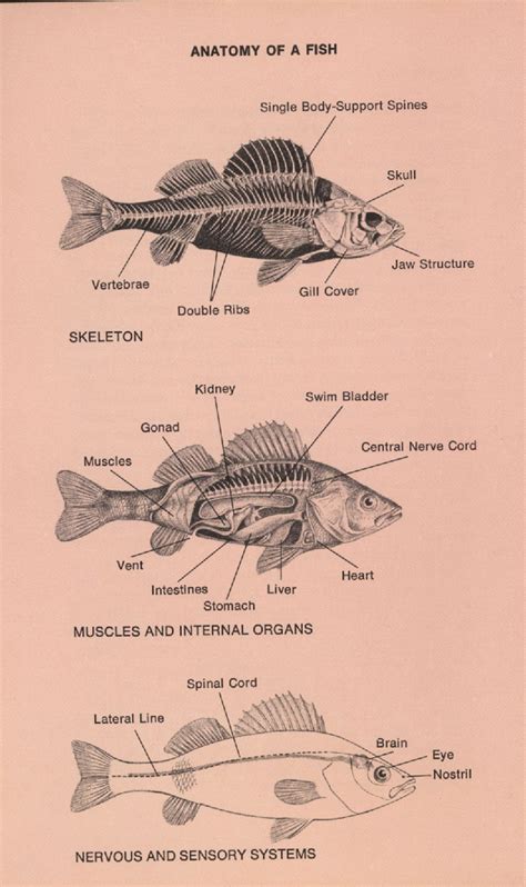 Fish Skeleton Diagram