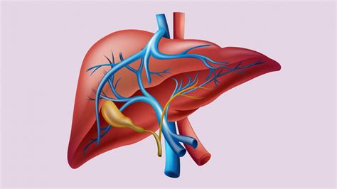 How many can you remember? Liver In Body Diagram — UNTPIKAPPS