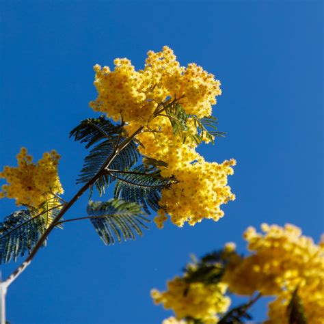 Mimosa Flowers Free Stock Photo Public Domain Pictures
