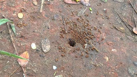 Carpenter Ants Digging A Hole Youtube