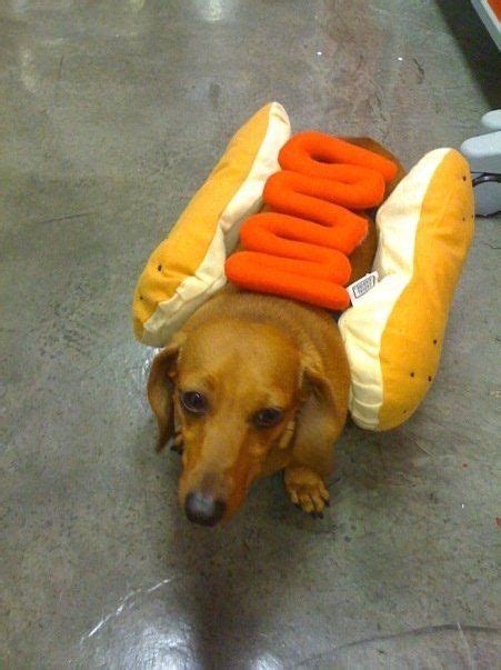 Hot Dog Weiner Dog Hot Dog Weiner Dachshund Weiners Wiener Dogs