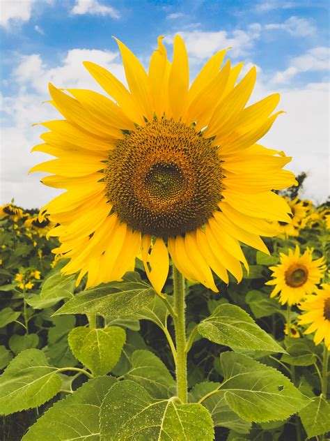 Sun Flower Pictures Hq Download Free Images On Unsplash