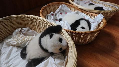 38 0 panda bear animal. 10 newly born baby pandas make their public debut