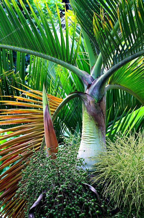 Palm Tree Inflorescence In The Rainforest Photograph By Karon Melillo