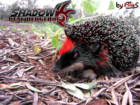 Shadow The Real Hedgehog By Alrow On Deviantart