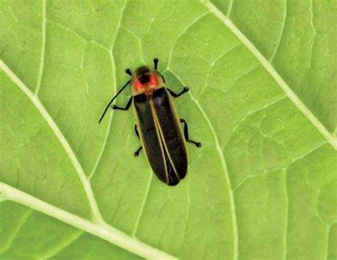 Firefly Insect