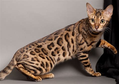 Beautifully packaged and quickly delivered by. Top 12 Most Expensive Cat Breeds In The World: Savannah vs ...