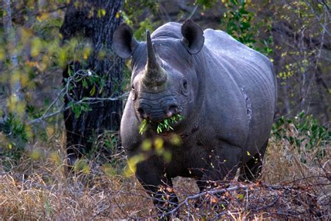 What do rhinos eat?#rhinos are #herbivores i.e. Rare Black Rhino Spotted! | Londolozi Blog