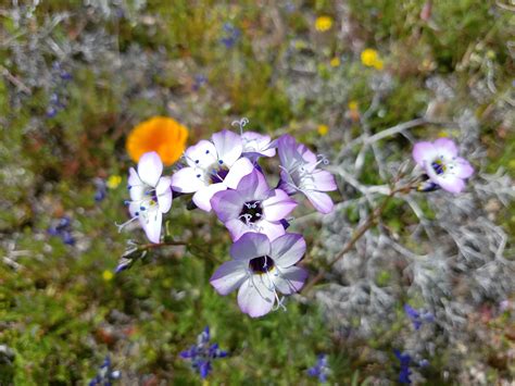 Beautiful Small Purplewhite Flower La County California R