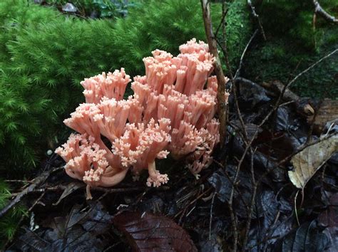 Is This Coral Fungus Rmycology