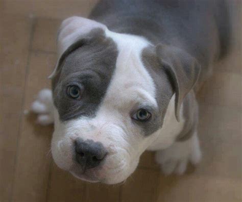 Grey And White Pitbull With Blue Eyes 10 Facts About Blue Nose