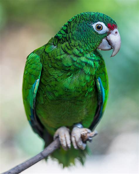 Alfonso parot sería la novedad en este llamado a la selección ante la falta de un buen lateral izquierdo que gustó verte con la roja @alfonso_parot. Puerto Rican Parrot - Lincoln Park Zoo
