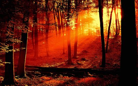 Forest Sunrise Wallpaper Landscape Nature Wallpapers In
