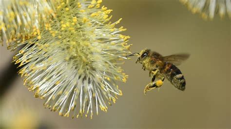 Limportance Des Insectes Pollinisateurs