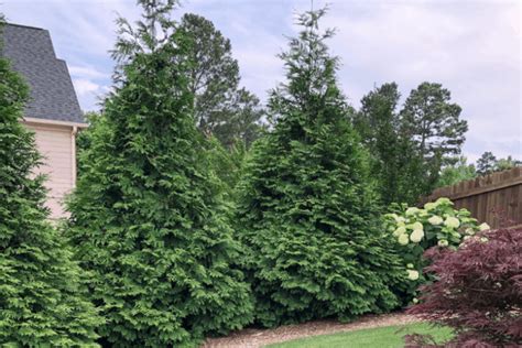 Fast Growing Privacy Trees Create And Find