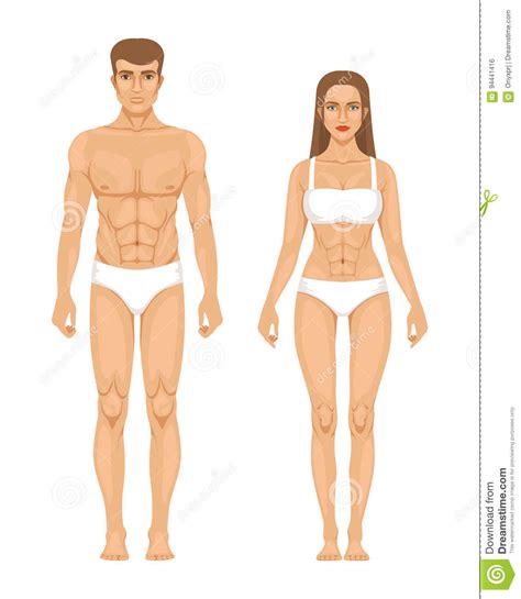 For detailed discussions of specific organs, tissues meaning: Model Of Sporty Man And Woman Standing Front View ...