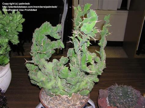 When growing cacti, you have to bear in mind is that each cacti variety needs its own set of care techniques to make it thrive. PlantFiles Pictures: Euphorbia Species, Cow's Horn ...