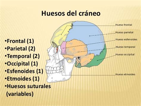 Huesos Del Craneo The Best Porn Website