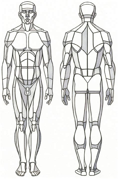 Anatomical Drawing Of Human Body Figure Drawing Proportion And