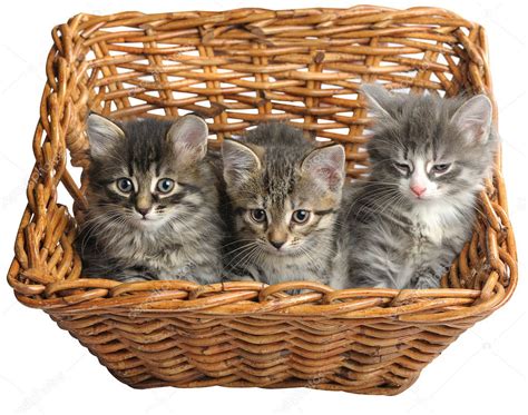 Kittens In Basket — Stock Photo © Natlit 4788755