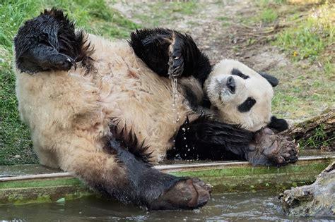 Pandas Nutzten Paarungszeit Nicht Wienorfat
