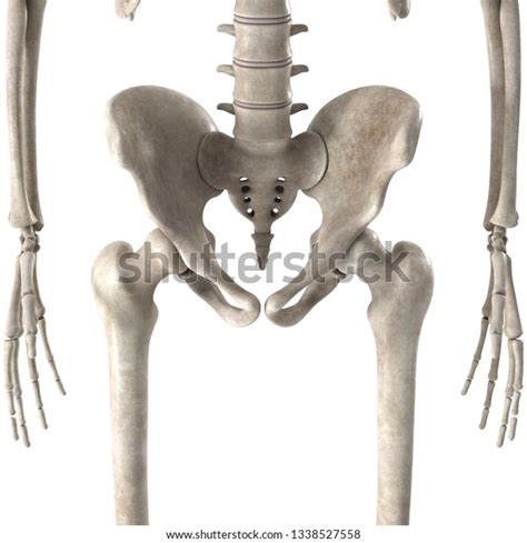 3d Render Male Skeleton Hips Stock Illustration 1338527558 Shutterstock
