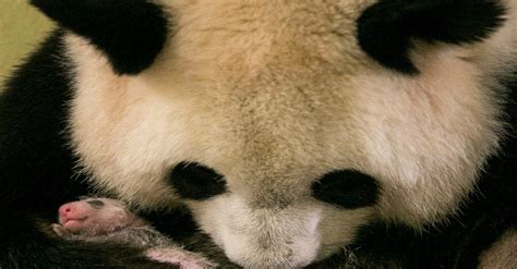 Meet Frances First Native Born Panda Who Happens To Have A Famous