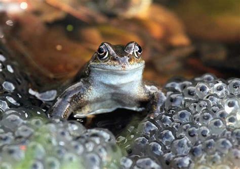 Britains Amphibians A Guide To Frogs Toads And Newts