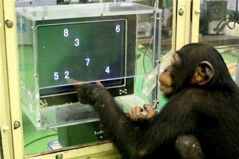 Chimpanzees Have A Better Short Term Memory Than You Bit Rebels