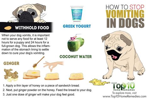 What To Give Dogs When They Throw Up
