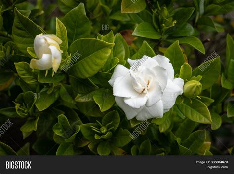 White Gardenia Flower Image And Photo Free Trial Bigstock