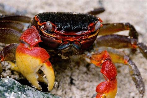Spider Crab Profile Detailed Guide Shrimp And Snail Breeder