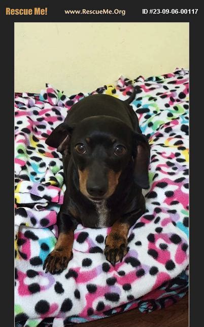 adopt 23090600117 ~ dachshund rescue ~ virginia