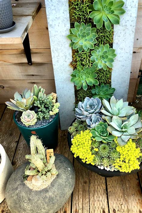 They can thrive in pots and containers that seem too small for them or containers they have outgrown. Repotting House Plants (With images) | House plants ...