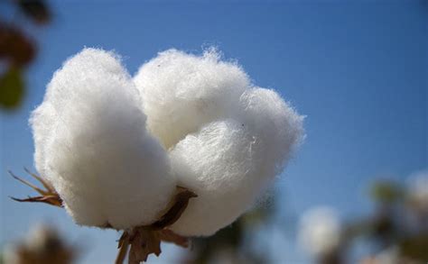 Properties Of Cotton Ordnur Textile And Finance