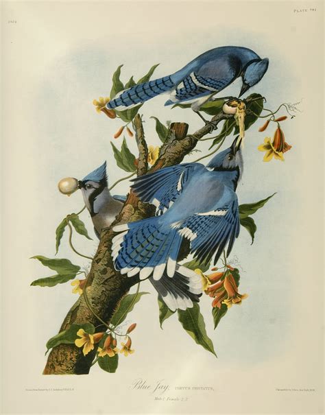 vintage bird drawing