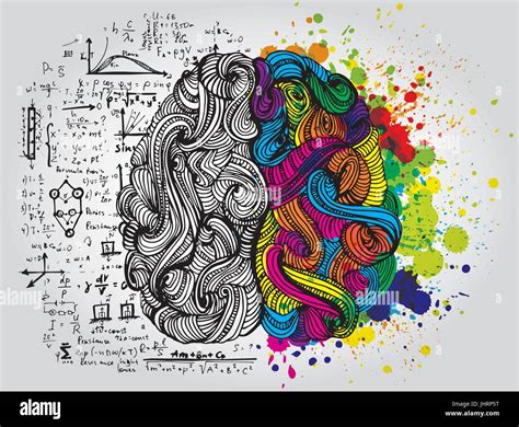 Left And Right Human Brain Creative Half And Logic Half Of Human Mind