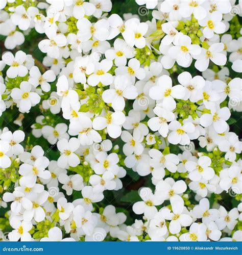 Pretty White Flowers Blooming Stock Photo Image 19620850