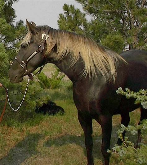 list  greek horse breeds native breedorg